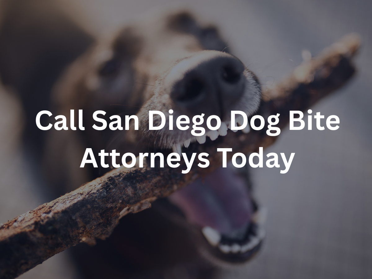 san-diego-dog-bite-attorney